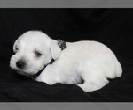 Small #5 Schnauzer (Miniature)