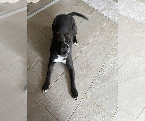 Medium Photo #19 Boxer-Unknown Mix Puppy For Sale in Germantown, OH, USA