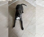 Small #18 Boxer Mix