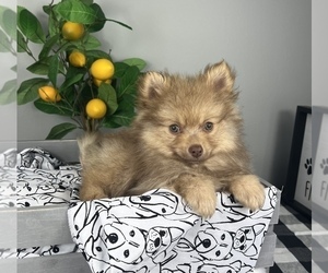 Pomeranian Puppy for sale in FRANKLIN, IN, USA