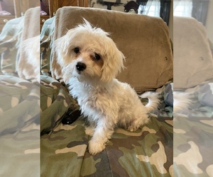 Maltese Puppy for sale in ASHTABULA, OH, USA