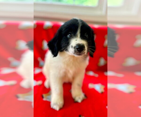 Medium Photo #4 Great Pyrenees-Unknown Mix Puppy For Sale in Osgood, IN, USA
