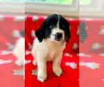 Small #3 Great Pyrenees Mix