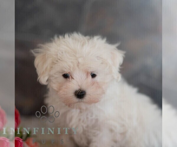 Medium Photo #5 Maltese Puppy For Sale in MILL HALL, PA, USA