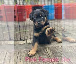 Rottweiler Puppy for Sale in AMITY HARBOR, New York USA