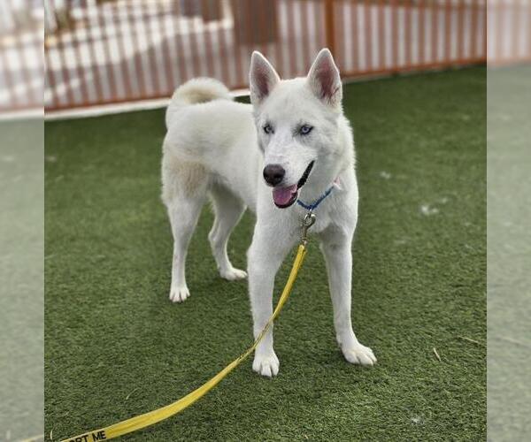 Medium Photo #2 Siberian Husky-Unknown Mix Puppy For Sale in Las Vegas, NV, USA