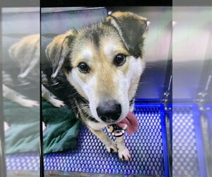 Gerberian Shepsky Dogs for adoption in Fairbanks, AK, USA