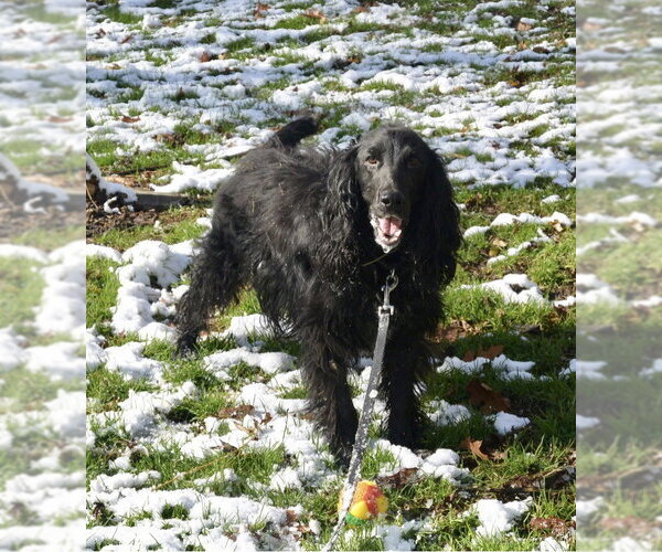 Medium Photo #2 English Springer Spaniel Puppy For Sale in Flushing, NY, USA