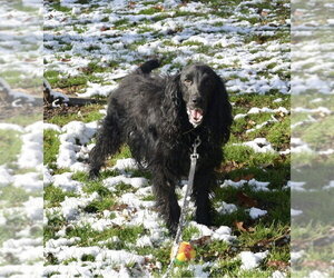 Charlie - Male English Springer Spaniel Dog for Adoption - Photo #2