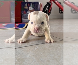 Bulldog Puppy for sale in HOLLYWOOD, FL, USA