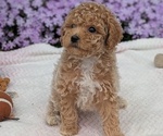 Puppy Buffy Maltipoo