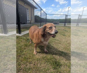 Beagle-Unknown Mix Dogs for adoption in Fairfax, VA, USA