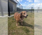 Small Beagle Mix