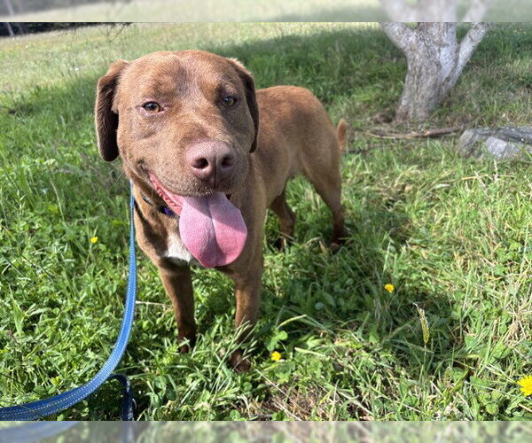 Medium Photo #2 Labrador Retriever-Unknown Mix Puppy For Sale in McKinleyville, CA, USA