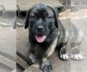 Cane Corso Puppy for sale in FAIRBURN, GA, USA