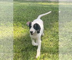 Small Dalmatian-Treeing Walker Coonhound Mix