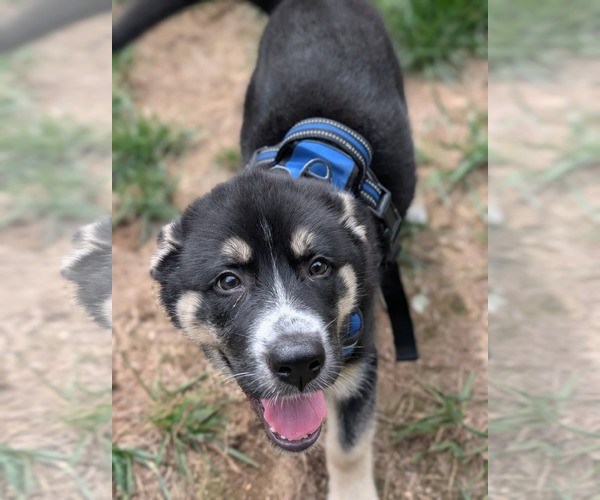 Medium Photo #5 Siberian Husky-Unknown Mix Puppy For Sale in Holly Springs, NC, USA
