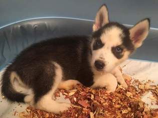 Alaskan Husky Puppy for sale in VIRGINIA BEACH, VA, USA