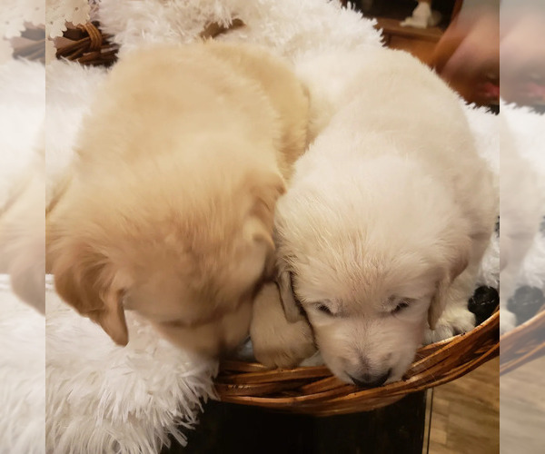Medium Photo #18 English Cream Golden Retriever Puppy For Sale in BEREA, KY, USA