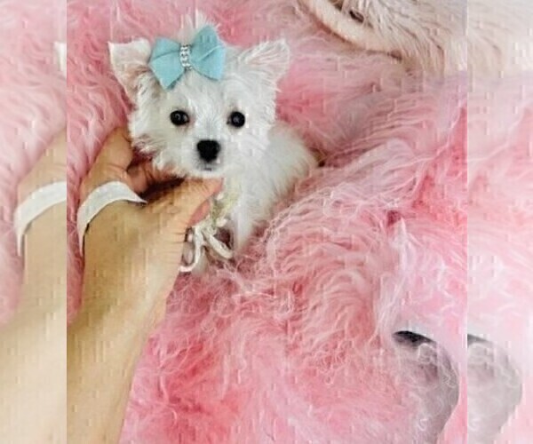 Medium Photo #13 Morkie Puppy For Sale in PALM BEACH, FL, USA