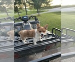 Small #15 Pembroke Welsh Corgi
