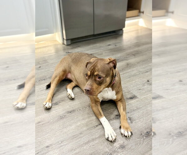 Medium Photo #28 American Staffordshire Terrier-Unknown Mix Puppy For Sale in Brewster, NY, USA