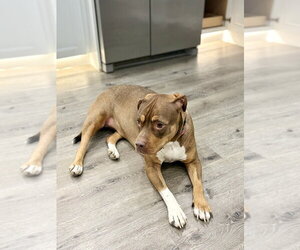 Ruby (fka Sarah) - Female American Staffordshire Terrier-Unknown Mix Dog for Adoption - Photo #28