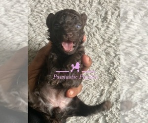 Poodle (Toy) Dog for Adoption in DOUGLASVILLE, Georgia USA