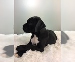 Small Photo #10 Boxer Puppy For Sale in MILLERSBURG, OH, USA