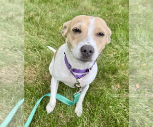Mama Peaches - Female Chihuahua-Unknown Mix Dog for Adoption - Photo #4