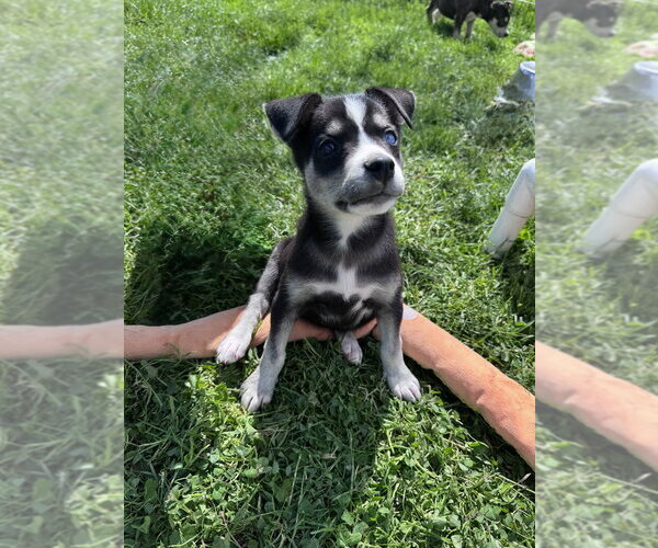 Medium Photo #2 Siberian Husky-Unknown Mix Puppy For Sale in Springdale, PA, USA