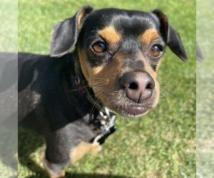Miniature Pinscher-Unknown Mix Dogs for adoption in New Oxford , PA, USA