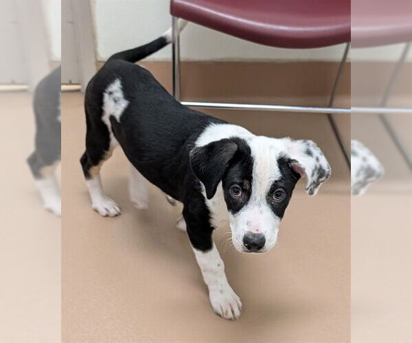 Medium Photo #1 Australian Kelpie-Great Pyrenees Mix Puppy For Sale in Plano, TX, USA