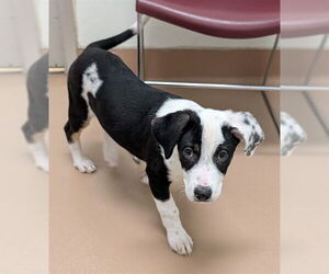 Australian Kelpie-Great Pyrenees Mix Dogs for adoption in Plano, TX, USA