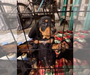 Black and Tan Coonhound Puppy for sale in DELTONA, FL, USA
