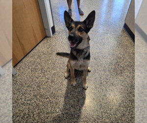 German Shepherd Dog Dogs for adoption in Tracy, CA, USA