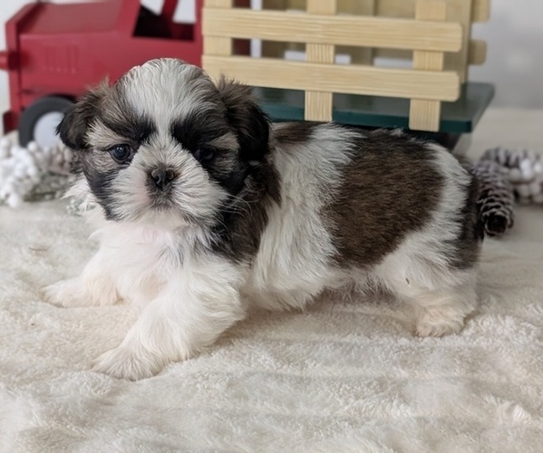 Medium Photo #6 Shih Tzu Puppy For Sale in GOSHEN, IN, USA