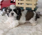 Small #5 Shih Tzu
