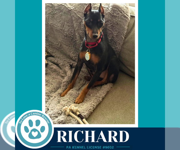 Medium Photo #1 Miniature Pinscher Puppy For Sale in Kimberton, PA, USA