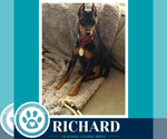 Small Miniature Pinscher