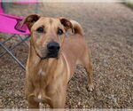 Small #3 Black Mouth Cur Mix