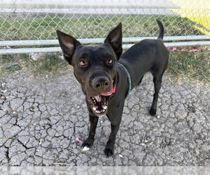 JACK - Male Labrador Retriever-Unknown Mix Dog for Adoption - Photo #3
