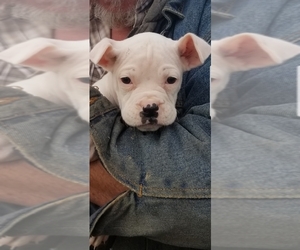 Boxer Puppy for sale in POMONA, MO, USA