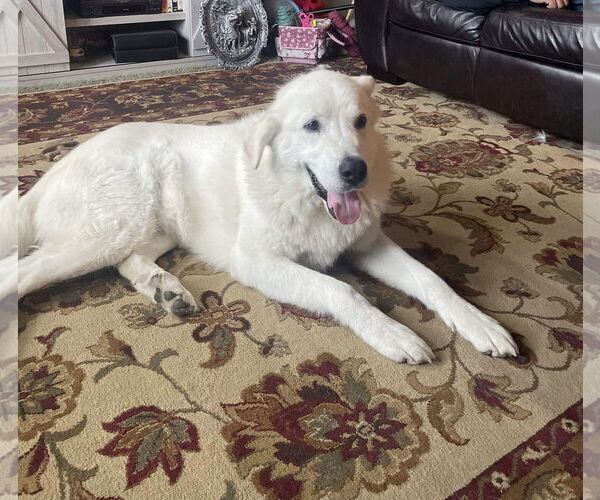 Medium Photo #4  Puppy For Sale in , 