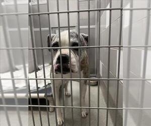 American Pit Bull Terrier-Unknown Mix Dogs for adoption in Las Vegas, NV, USA
