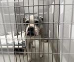 Small American Pit Bull Terrier Mix