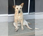 Small #4 Labrador Retriever Mix