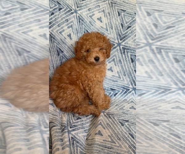 Medium Photo #8 Poodle (Toy) Puppy For Sale in SAN BERNARDINO, CA, USA