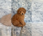 Small #7 Poodle (Toy)