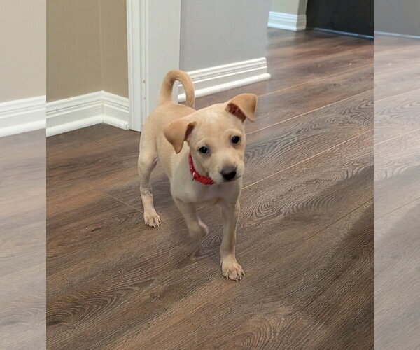 Medium Photo #4 Chihuahua-Unknown Mix Puppy For Sale in The Woodlands, TX, USA